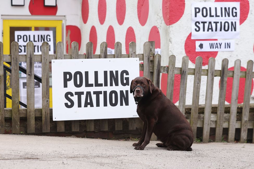 A dog at Bank view cafe polling station at Langsett, Stocksbridge, Sheffield