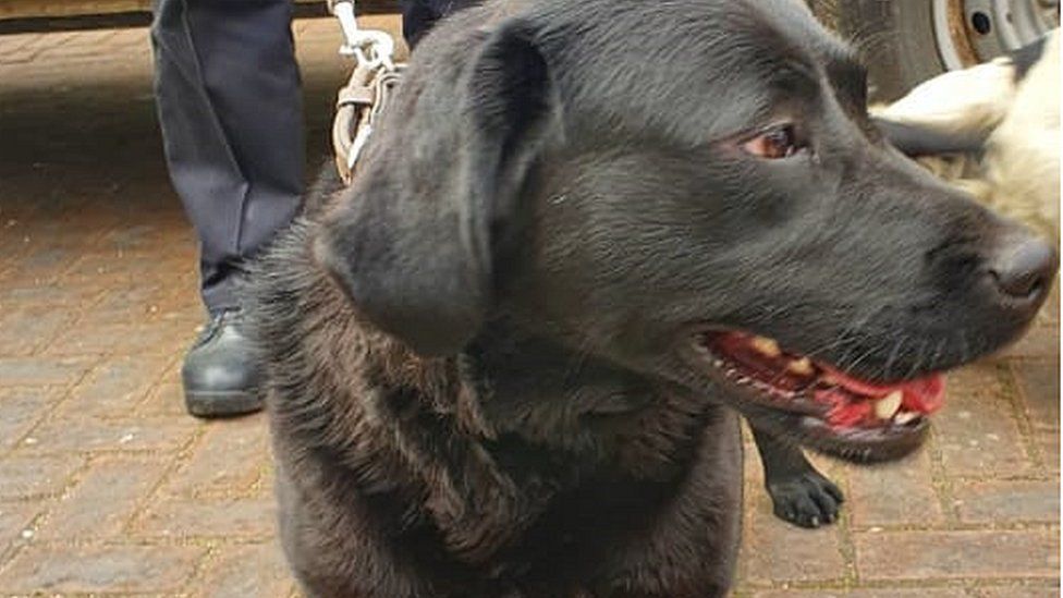 suspected-stolen-dogs-seized-in-raid-in-hertfordshire-bbc-news