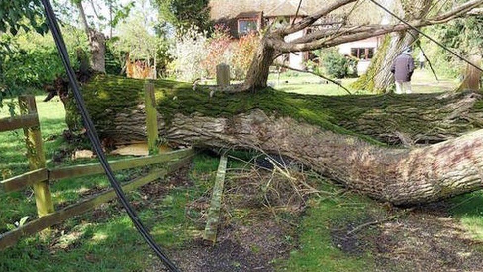 Image of a fallen oak tree and a broken fence