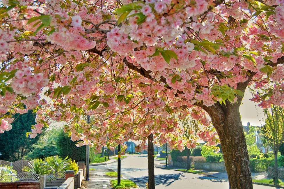 Cherry blossom on a tree