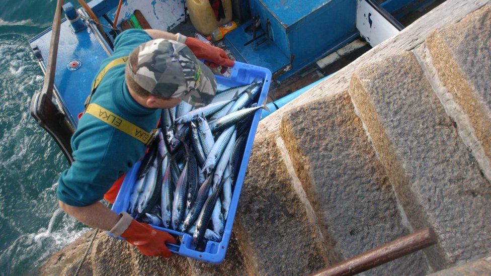A catch of Mackerel being brought ashore from a small in shore fishing boat at St Ives, Cornwall