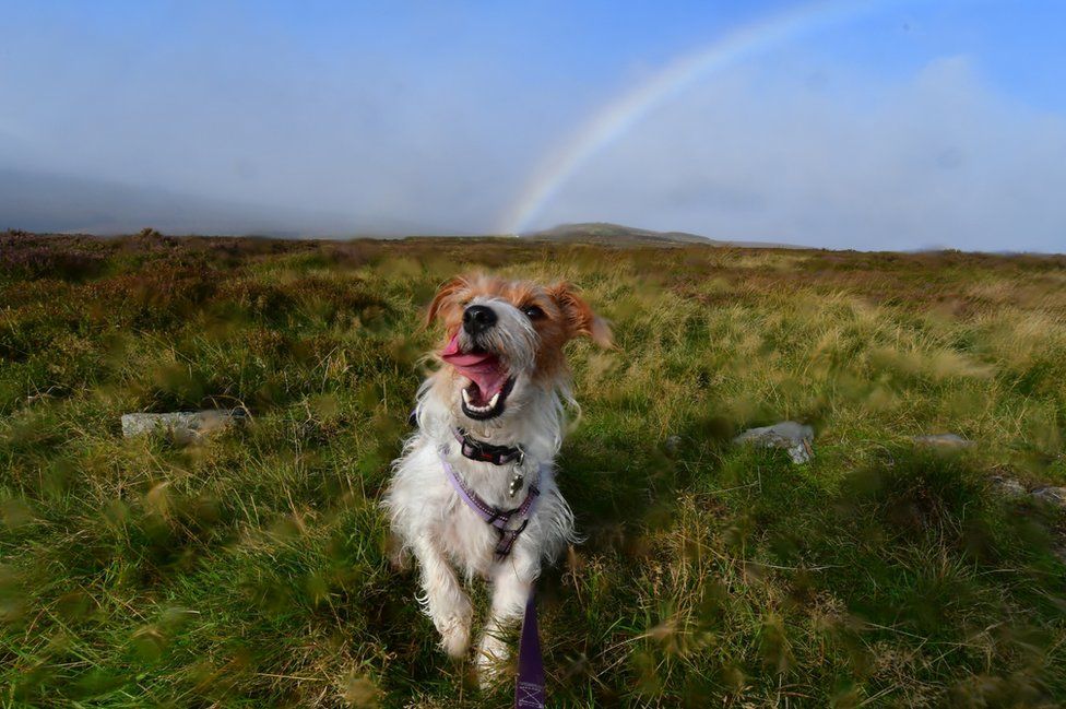 A dog running with a rainbow in the background