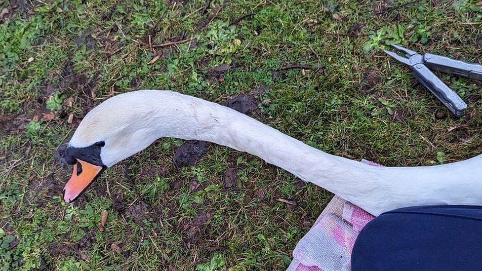 Swan having hook removed from her neck