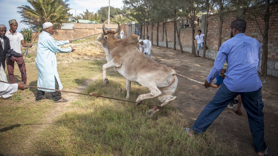 Мужчины используют веревки, чтобы обездвижить зебу в Форт-Дофине, Мадагаскар