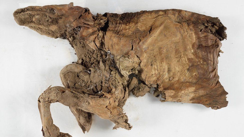 Mummified caribou