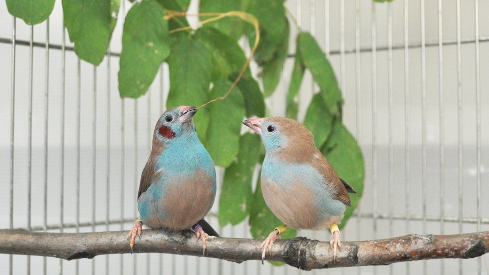 bird performing courtship dance
