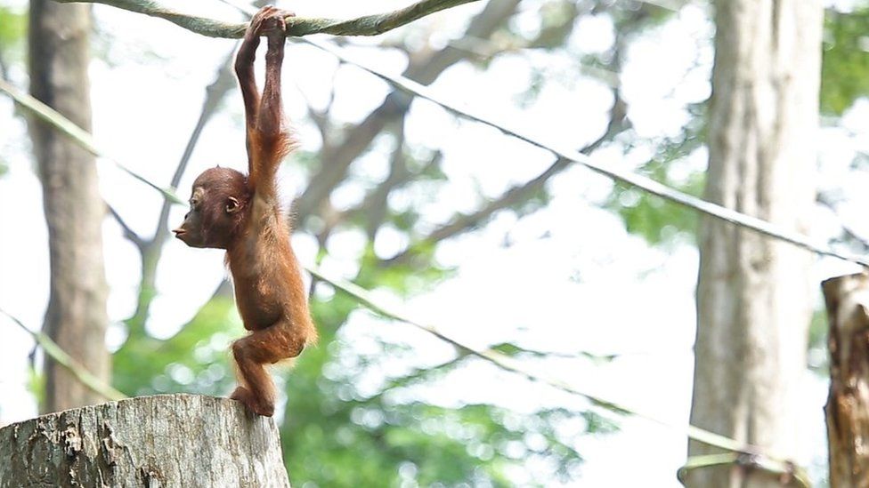A baby orangutan