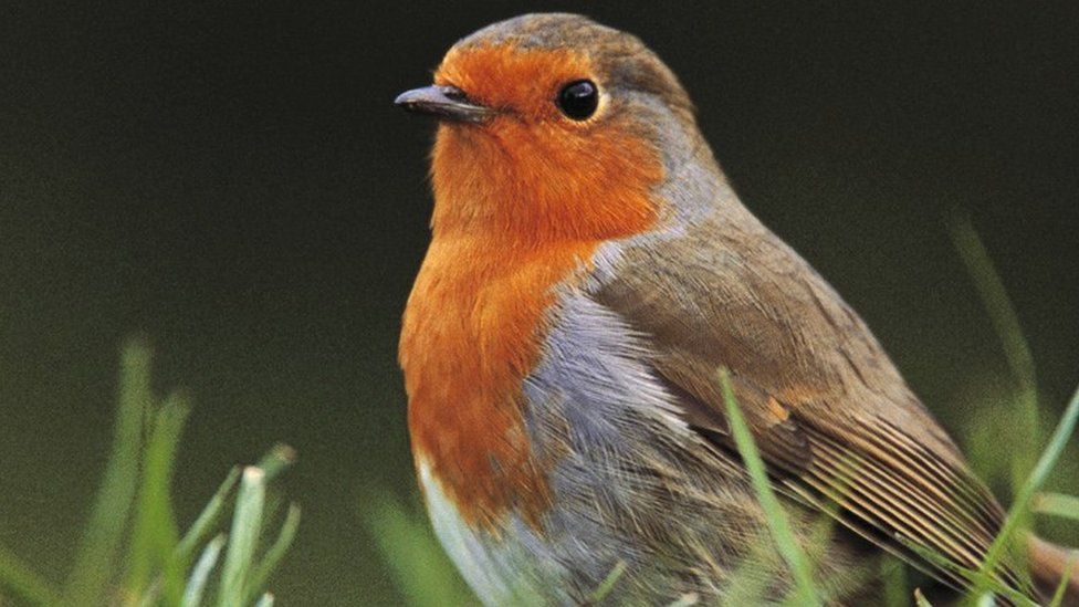 RSPB Birdwatch 2024: Fewer wild birds visiting UK gardens