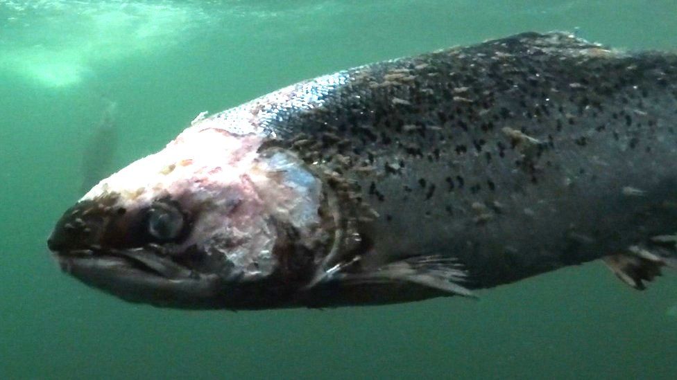 Farmed salmon with lice damage, filmed in a fish farm called ‘Vacasay’ in Loch Roag, Outer Hebrides.