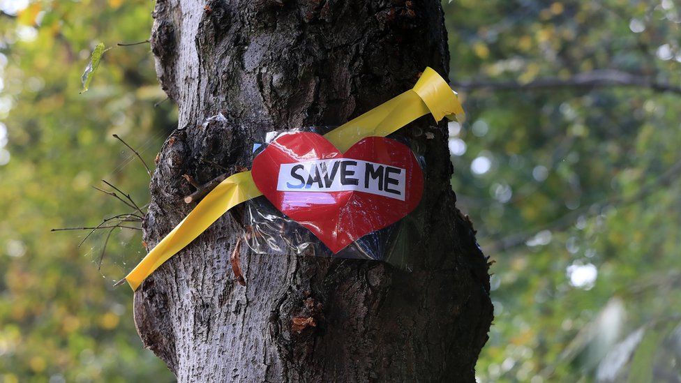 Save me sign on tree in Sheffield