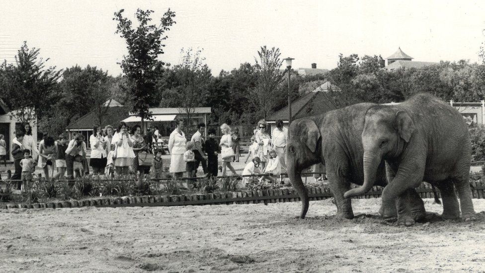 Kate and Crumple the elephants at Blackpool Zoo in the 70s