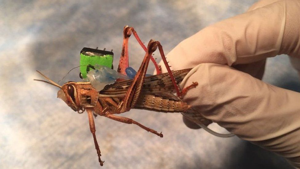 A locust with a sensor on it's back to test for dangerous chemicals