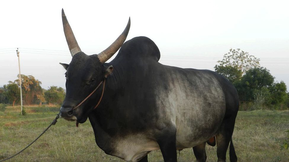 Bull in Tamil Nadu village