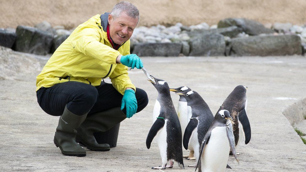 Scottish Liberal Democrat leader Willie Rennie feeds penguins fish while on a trip to Edinburgh Zoo