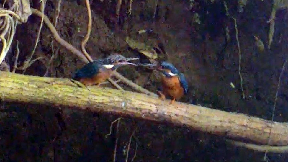 One kingfisher holds a fish out for another to eat