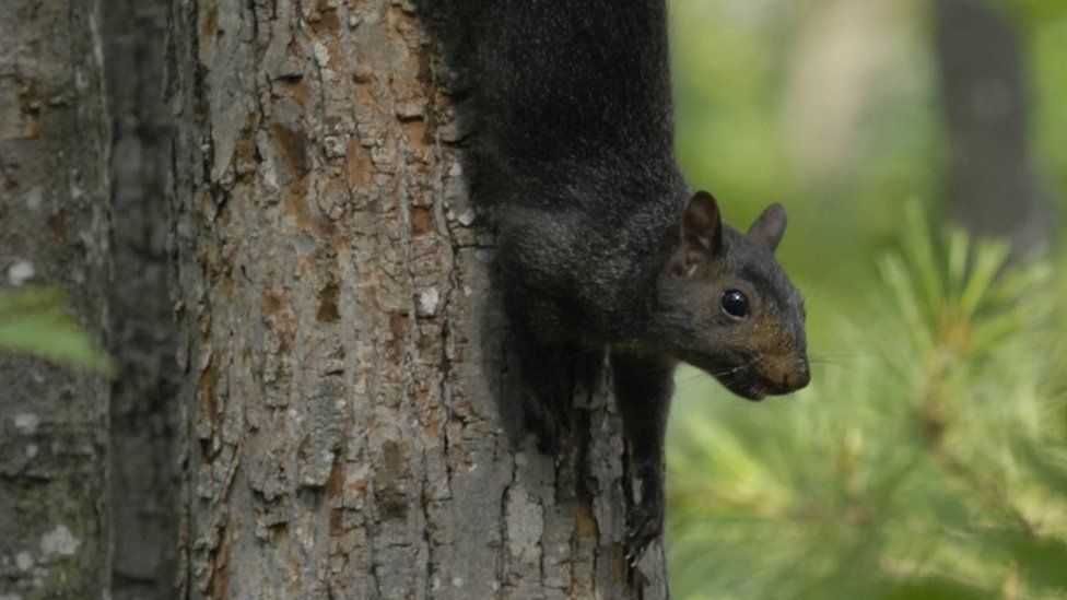 A melanic or black grey squirrel