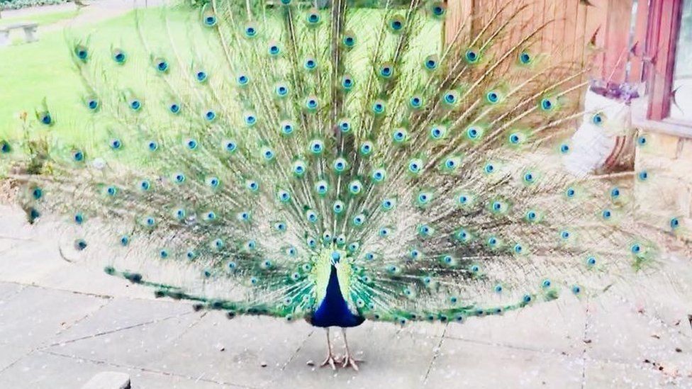 Trevor the peacock