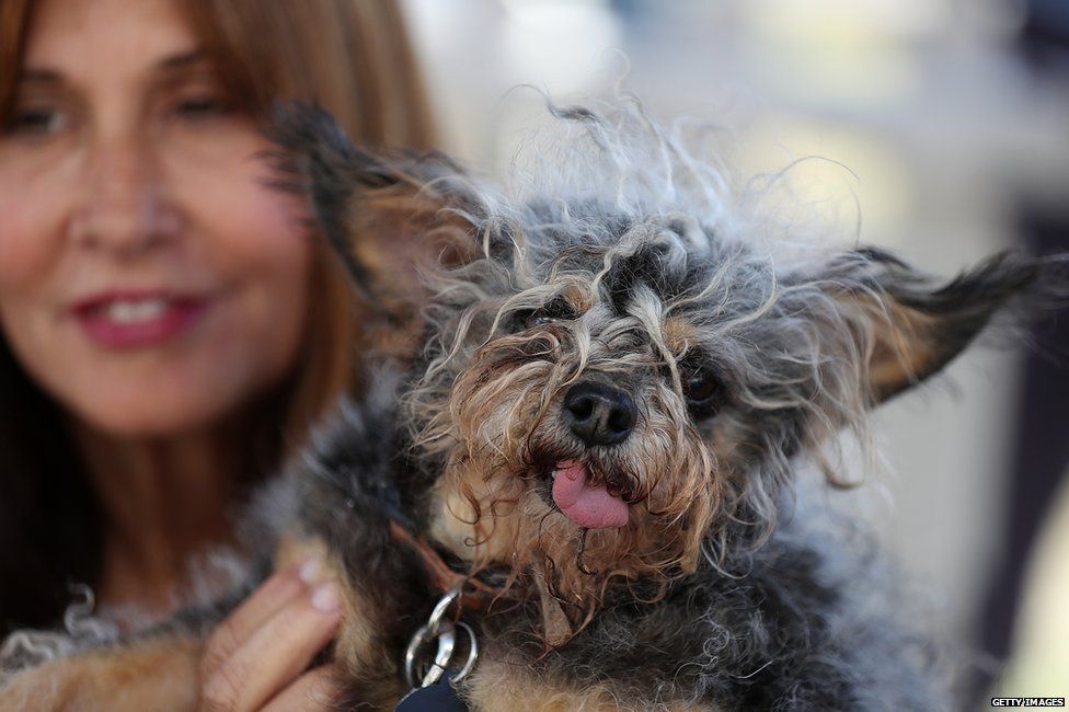 chinese-crested-chihuahua-17-year-old-sweepee-rambo-is-named-world-s