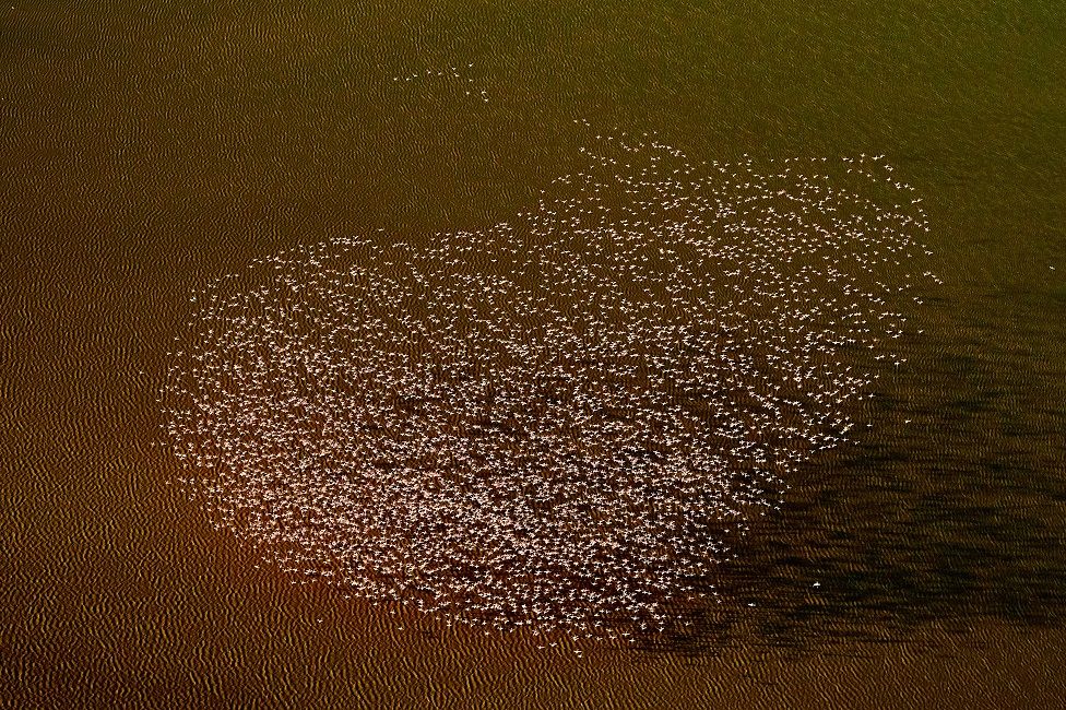 An aerial view of a flock of flamingoes