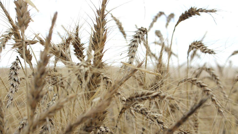 Пшеничное поле в преддверии ежегодного сбора урожая недалеко от Мори, Австралия.