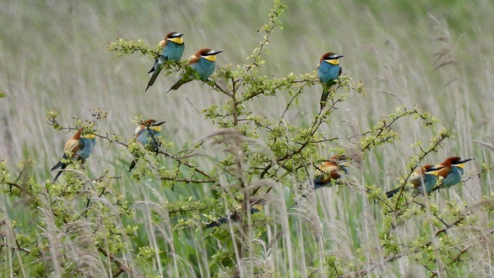 Nine bee-eaters in a bush