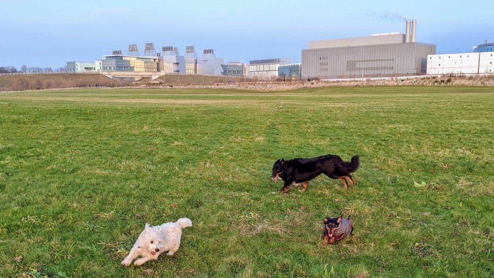Socially distanced dog walk showing three dogs playing in a field