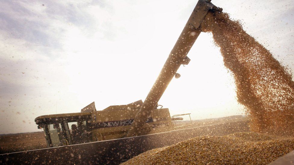 US farmer harvests genetically modified corn crops