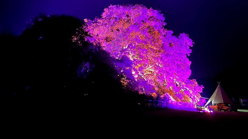 fire tree light