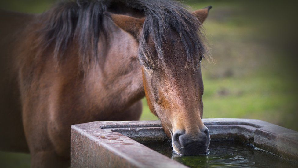 StokeonTrent horses treated after antifreeze found in water BBC News
