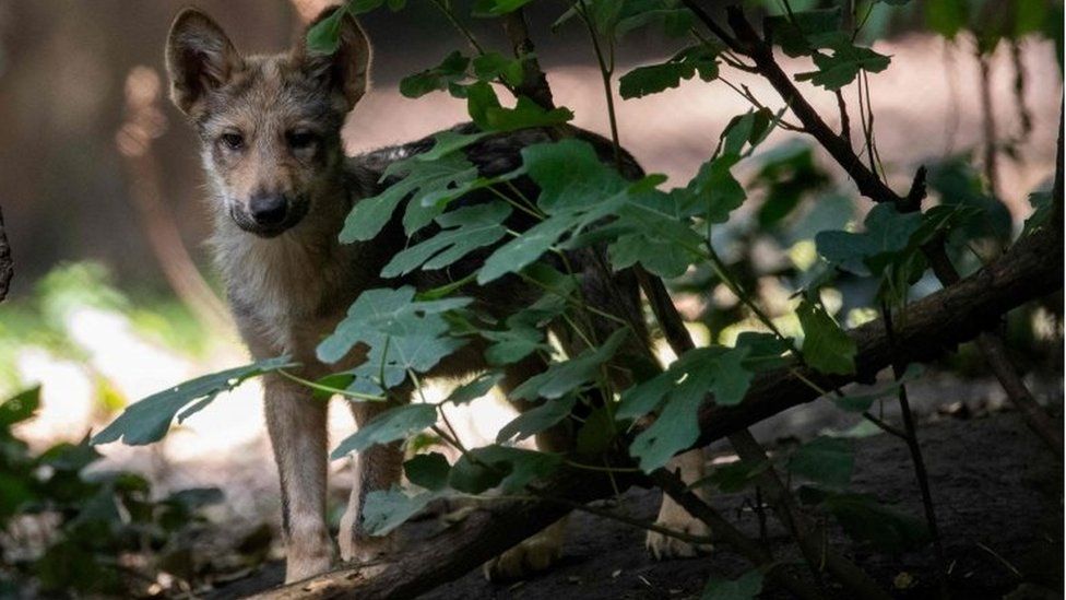 A three-month-old Mexican wolf (Canis lupus baileyi) is seen at the Coyotes Zoo in Mexico City on July 10, 2018
