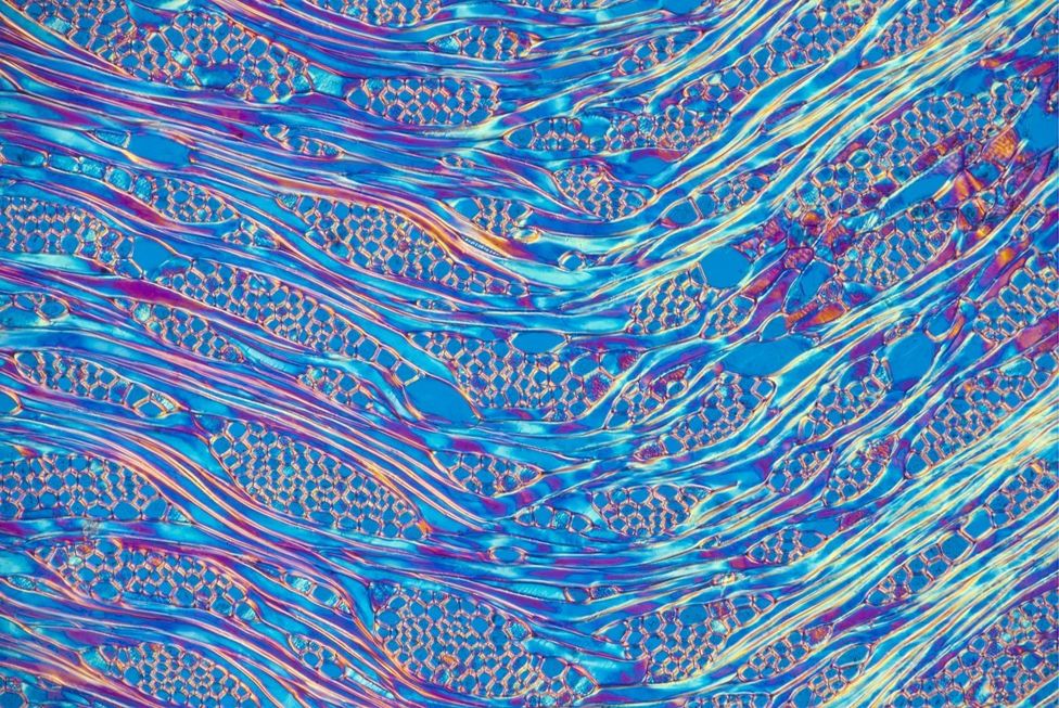 Vista microscópica de las células de un árbol de colores azules y púrpura.