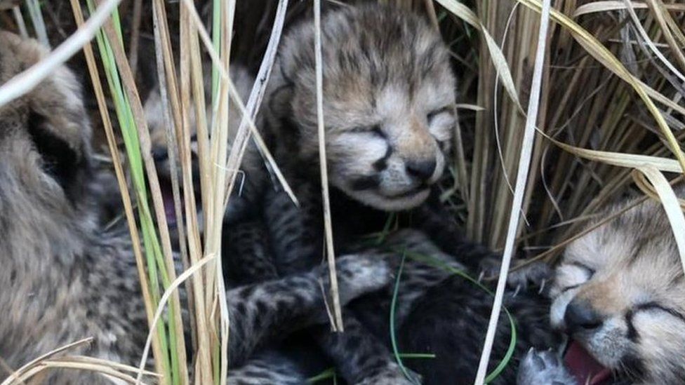 A photograph  of the 4  caller   cheetah cubs calved  successful  India