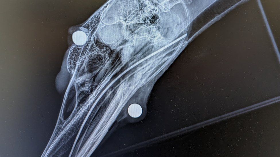 X-ray of injured swan