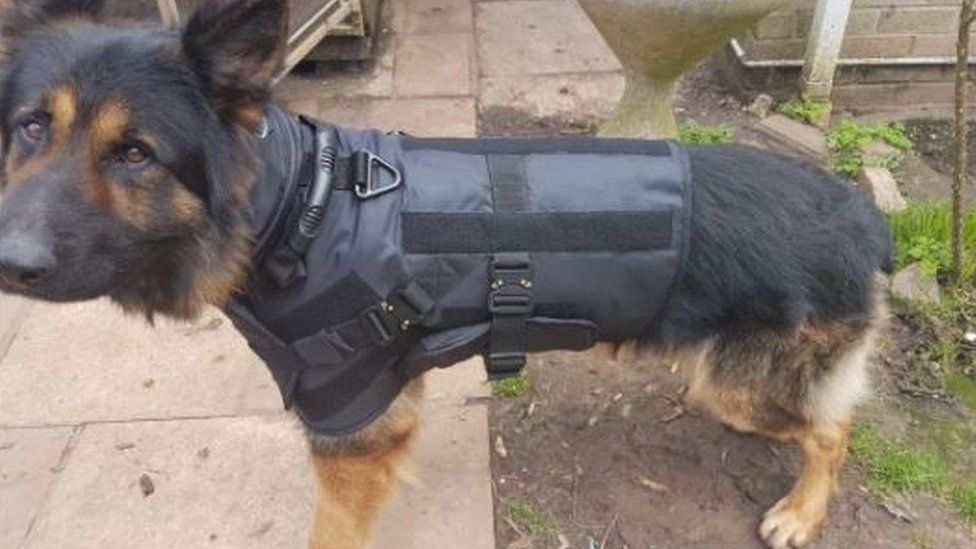 Police dog in body armour