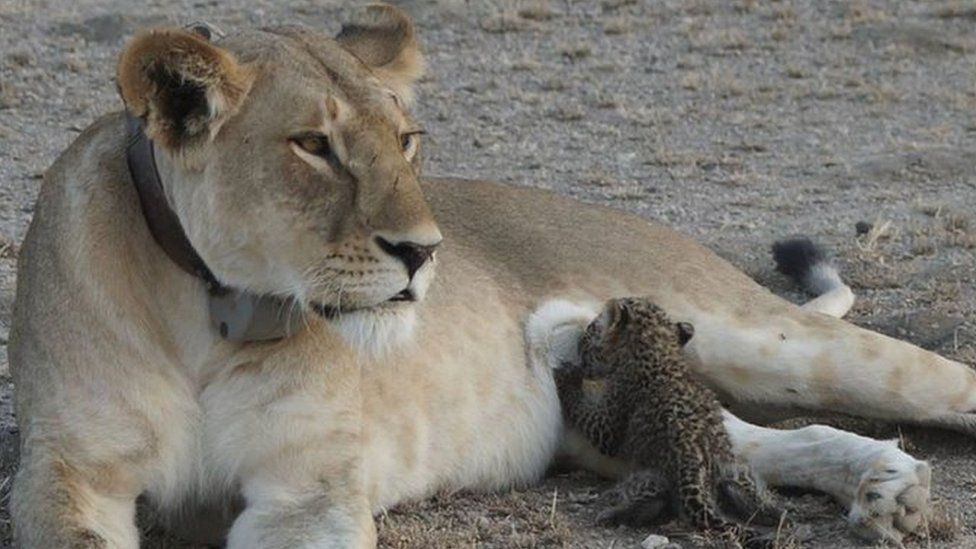 A picture of the lioness Nosikitok nursing a young leopard cub as she lounges in the arid Serengeti
