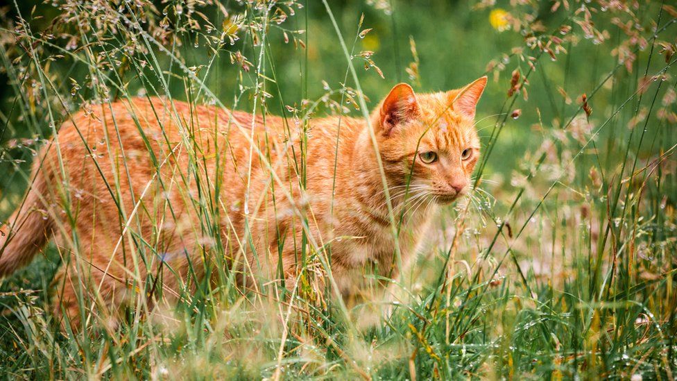 A ginger cat in high plants outdoors