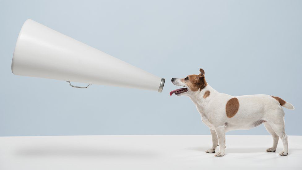 Dog with megaphone