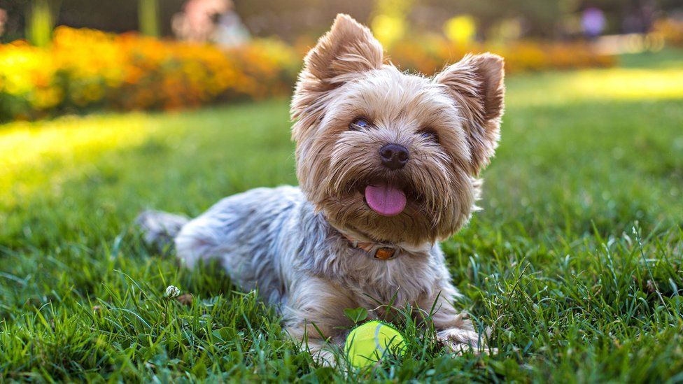 Pets At Home Chain Plans To Open 40 New Stores BBC News