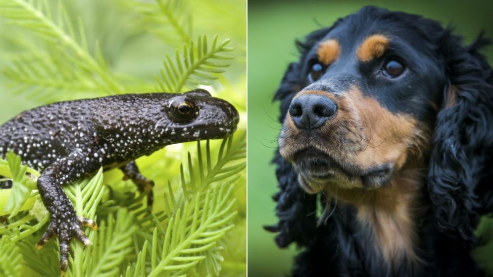 Dog sniffs out newts for Wessex Water BBC News