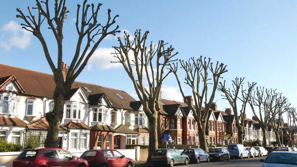 Деревья на улице Западного Лондона