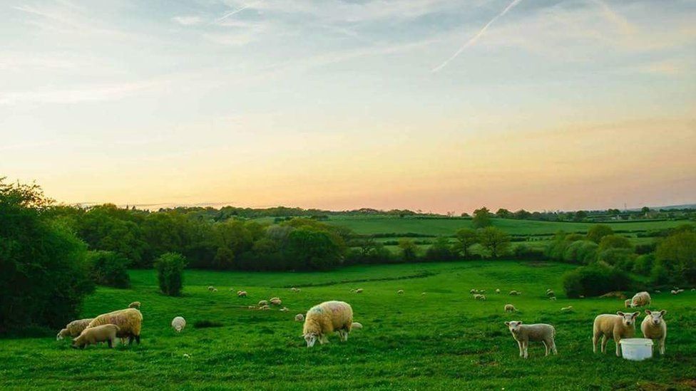 Lambs on Boars Hill