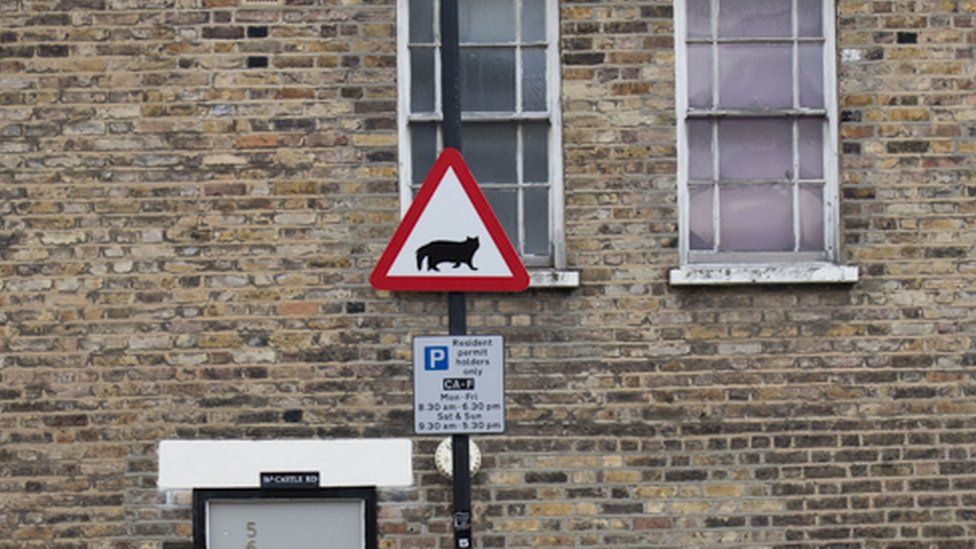 "Beware of the cat" road sign