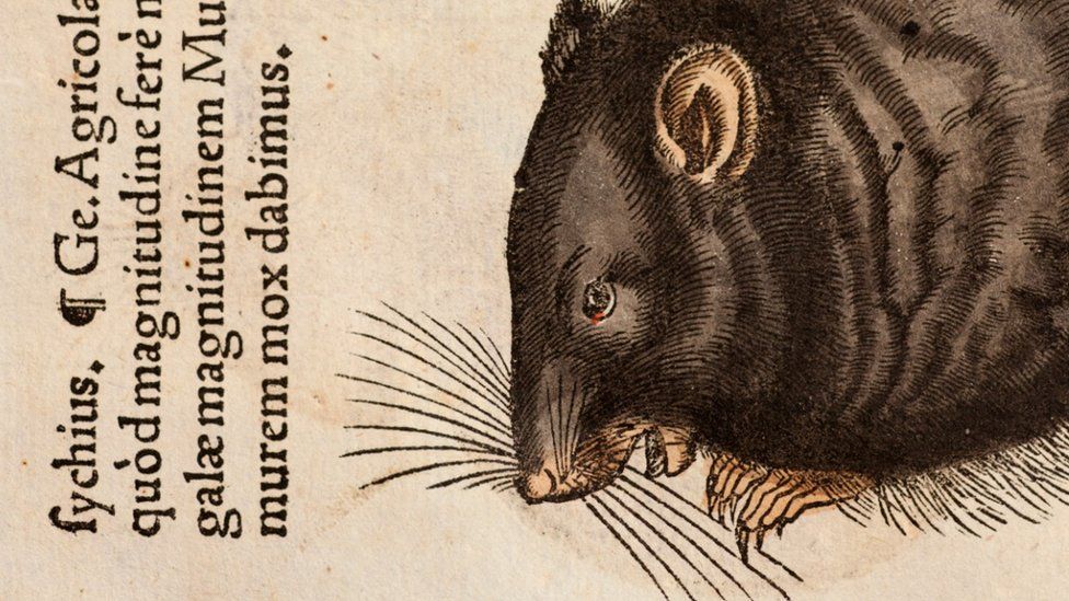 Black Death spread By Humans Not Rats BBC News