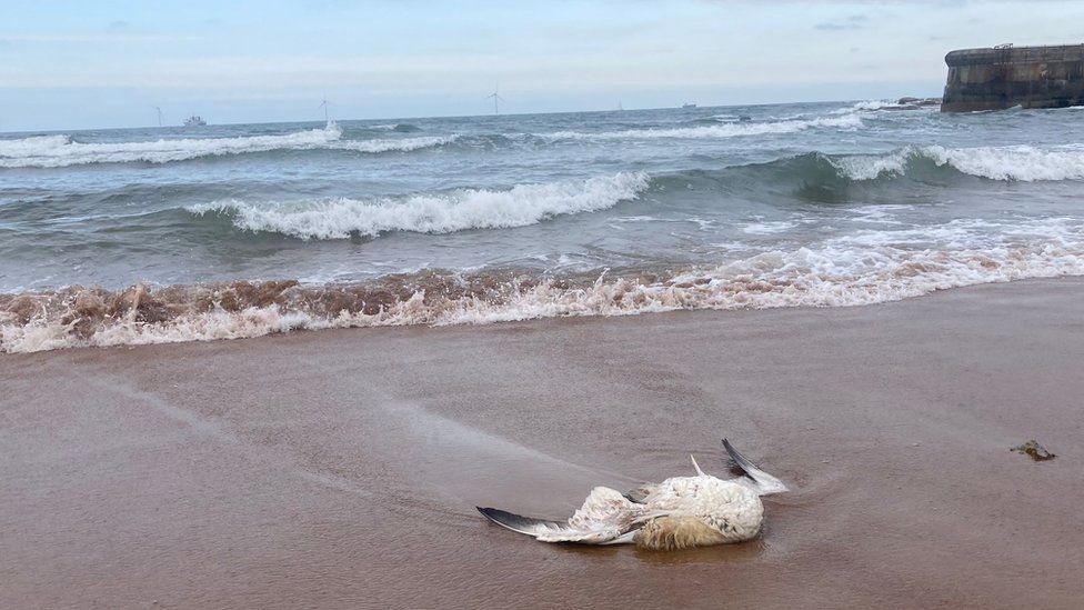 Dead seabird on the beach