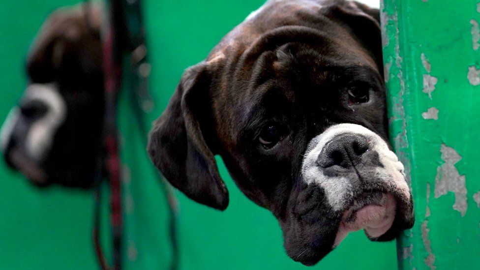 Boxer wins hot sale crufts