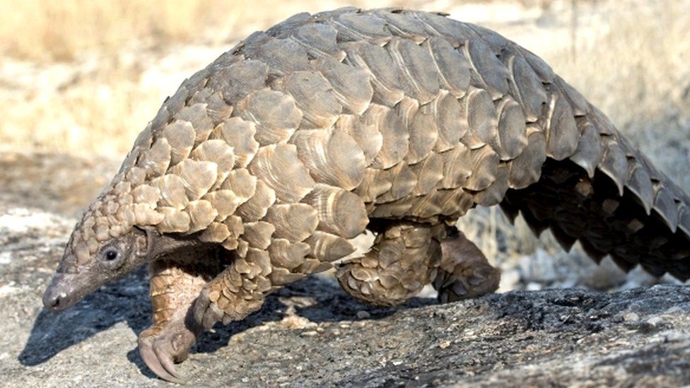 A pangolin - a scaly animal with a long, sticky tongue