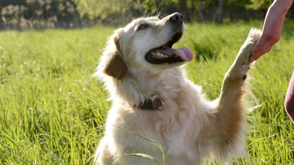 Golden Retriever giving paw