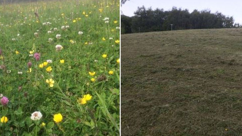 Area of wildflowers near the Arc leisure centre