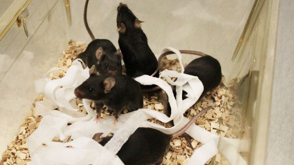 Mice in a standard cage with sawdust