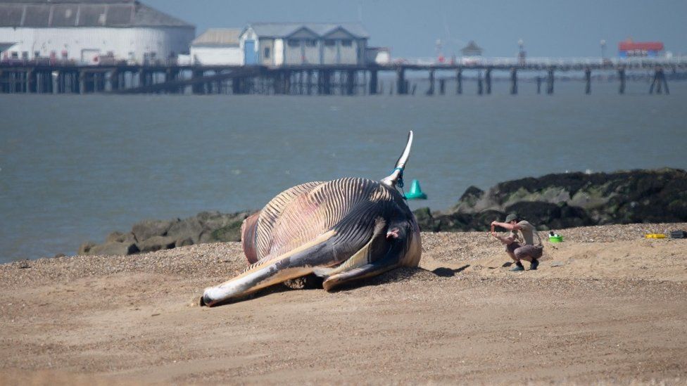 does clacton beach allow dogs